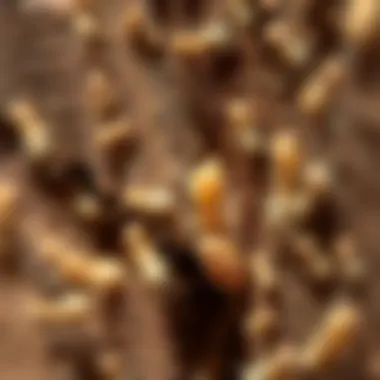 Close-up of a termite infestation in wood