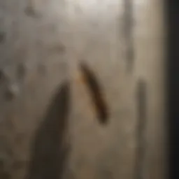Silverfish Crawling on Damp Wall