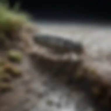 Moldy Allure: Silverfish Crawling on Moldy Surfaces Silverfish Crawling on Moldy Surface