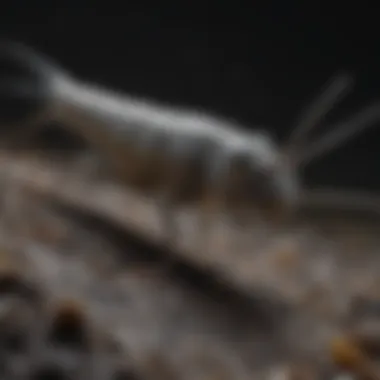 Unearthly Attraction: Silverfish in Dark Damp Corners Silverfish in Dark Damp Corner