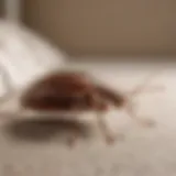 Sophisticated Bed Bug Monitoring Device