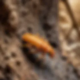 Sophisticated Infrared Imaging Revealing Termite Activity
