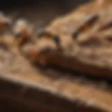 Glistening termite workers eating wood