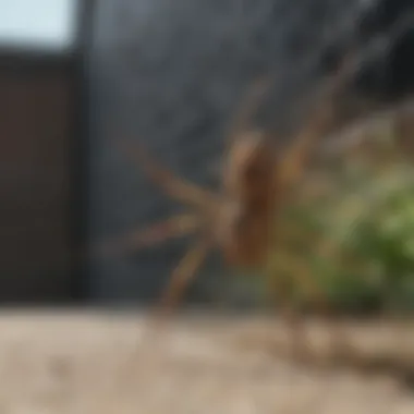 Cutting-Edge Spider Barrier Technology Spider Barrier Protection