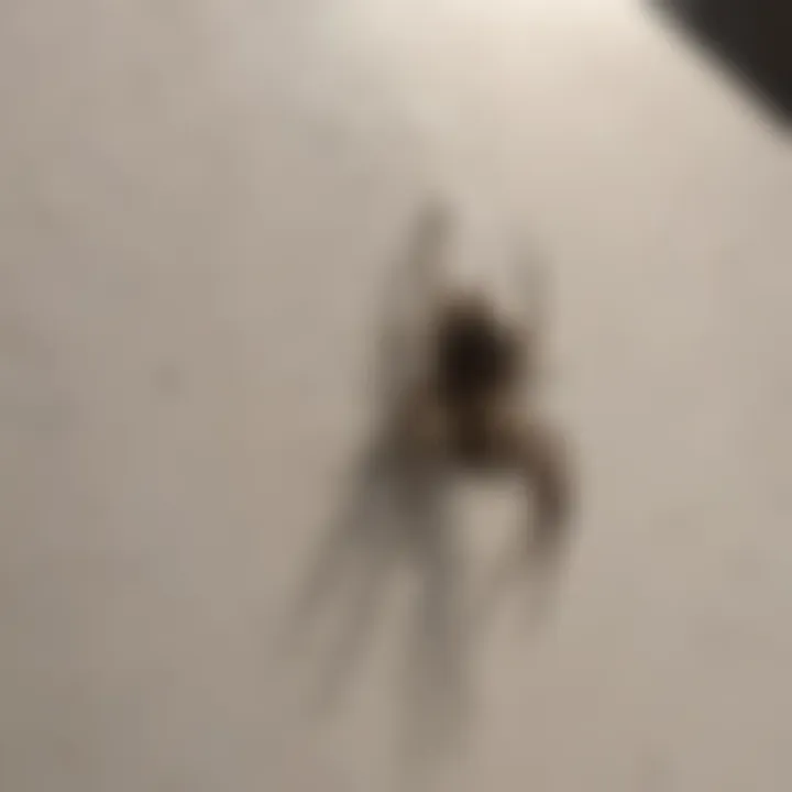 Spider-Proofing Your Home with Sealant