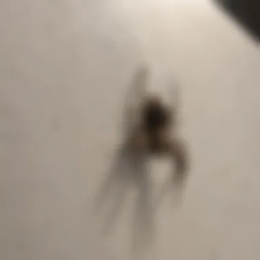 Sealant Application for Spider-Proofing Spider-Proofing Your Home with Sealant