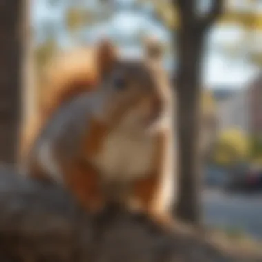 City Dweller: Squirrel in Philadelphia Squirrel perched on a tree branch