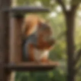 Illustration of squirrel-proofing a bird feeder