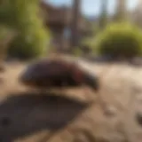 Innovative Eco-Friendly Pest Management Natural Pest Control Methods