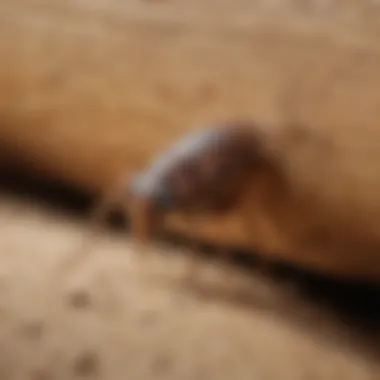 Innovative Pest Management Strategies Innovative Pest Management Strategies by Century Termite and Pest