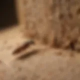 Meticulous Termite Inspection by Century Termite and Pest