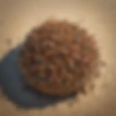 Aerial Insight into Strand Termites' Ecosystem Impact Aerial view showcasing strand termites’ impact on coastal ecosystem