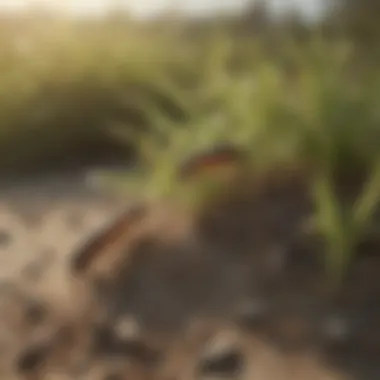 Strand Termites and Coastal Flora Harmony Interaction of strand termites with coastal flora