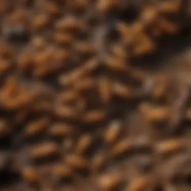 Lifecycle of termites explained visually