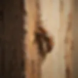 Visual representation of termite damage in wood