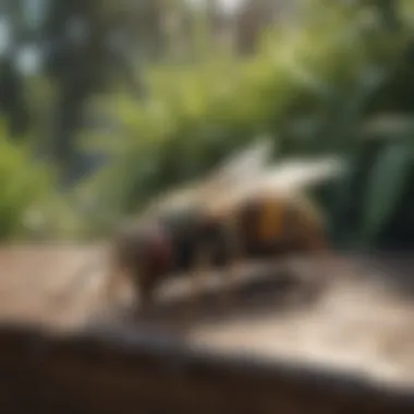 A well-kept outdoor space showcasing modifications to avoid wasps