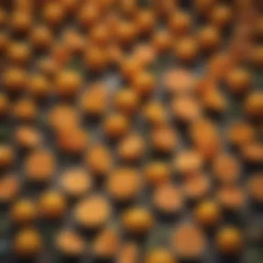 Natural barrier using citrus peels around a garden