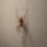 Spider in Corner of Room A spider resting on a web in a corner of a room