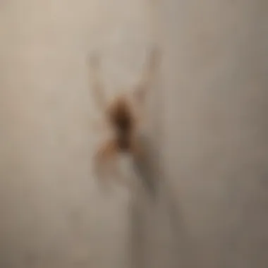 Spider in Corner of Room A spider resting on a web in a corner of a room