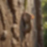 Close-up of a wall showing potential climbing routes for mice