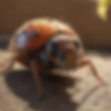 Combatting Pest Infestations in Sun City Sun City Pest Infestation Solutions