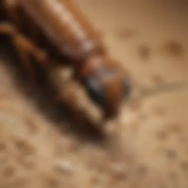 Exquisite Termite Inspection by SureGuard SureGuard Termite Inspection