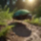 Organic Pest Control Solution