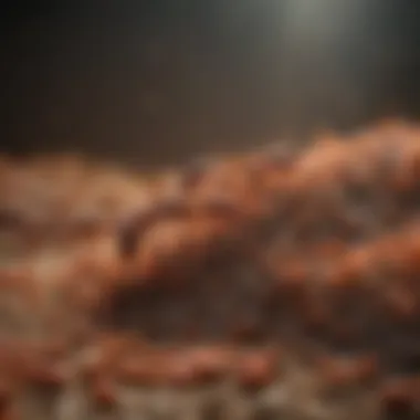 Syngenta Advion Fire Ant Bait Granules