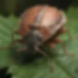 Close-up view of a stink bug on a leaf