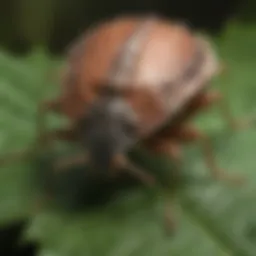 Close-up view of a stink bug on a leaf