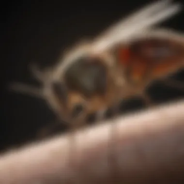 Implementing Targeted Treatment in Cary, NC Targeted Mosquito Treatment Methods Cary NC