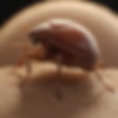 Close-up of optimal temperature conditions for bed bug egg hatching