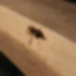 Termidor application on wooden structure