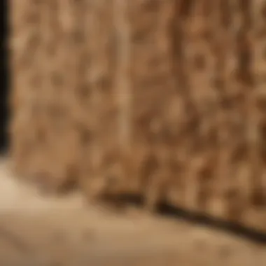 Effective Termites Eradication with Termidor Foam Termites being eradicated by Termidor Termite Foam in a wooden structure