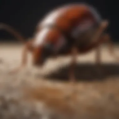 Cutting-Edge Approaches to Roach Infestation by Terminix Advanced Roach Extermination Solutions