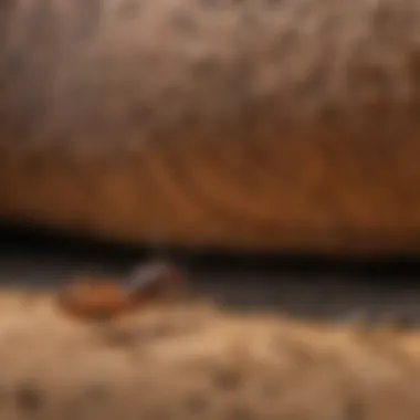 Advanced Termite Management Techniques in Durant, Oklahoma