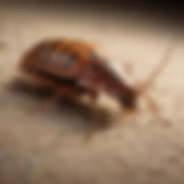 Unlock Exclusive Additional Services Offered by Terminix for Bed Bug Removal Exclusive Additional Services by Terminix