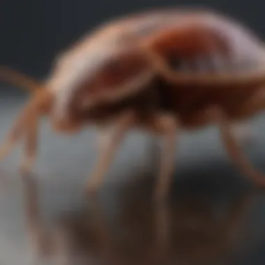 Detailed breakdown of Terminix costs for bed bug treatments