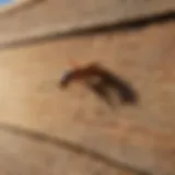 Eco-Friendly Termite Control Solution