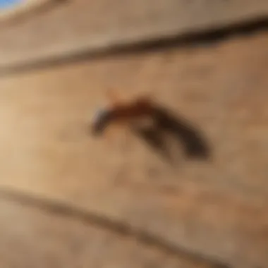 Eco-Friendly Termite Control Solution