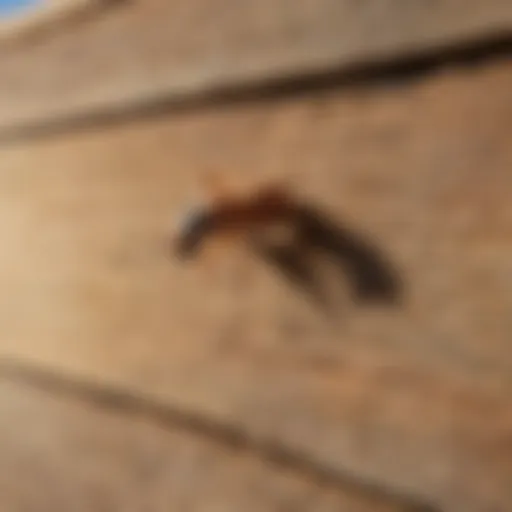 Eco-Friendly Termite Control Solution