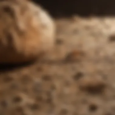 Illustration of Terminix termite control in action