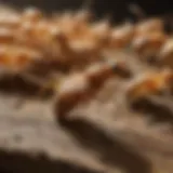 Termite Anatomy and Behavior