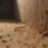 Termite Baiting System in Action