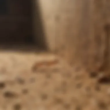 Termite Baiting System in Action