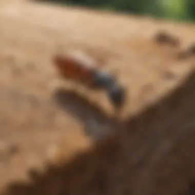 Effective Termite Treatment Strategies Effective Termite Treatment Strategies in Mobile AL