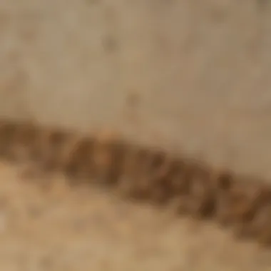 Prevention and Control of Termite Damage Close-up shot of termite damage before Termidor Termite Foam treatment