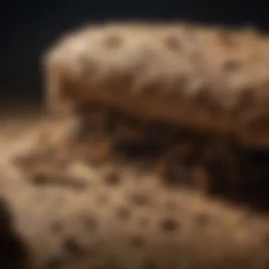 Poor Brothers Termites Foraging for Food