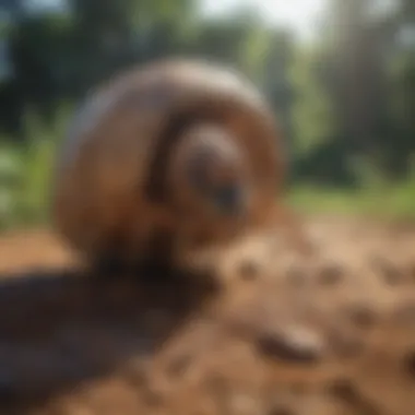 Advanced Termite Eradication Termite Fumigation Process
