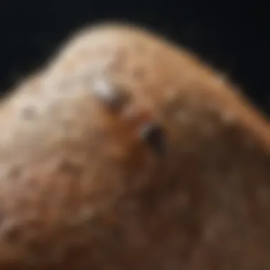 Mastering the Art of Applying Termite Gel Termite Gel Application Techniques